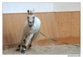 /album/vystavy/a2586-duellano-smolka-jpg/